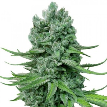 Насіння конопель Auto Super Skunk Feminised